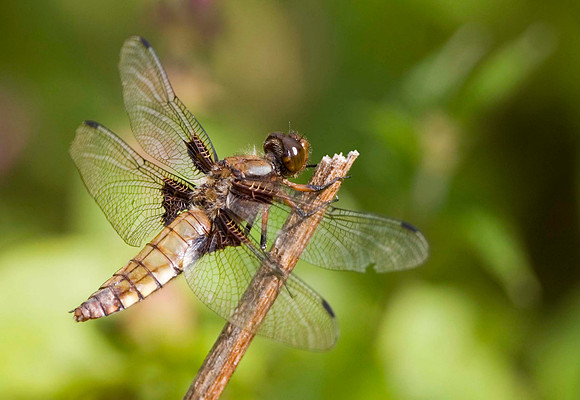 Broad-bodied Chaser - female