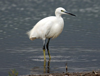Little Egret