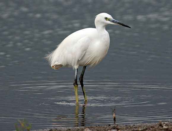 Little Egret