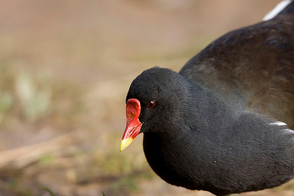 Moorhen - full frame - Humberstone C P lake.
