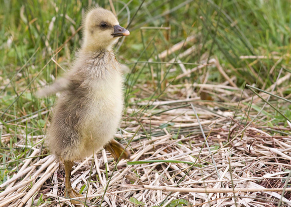 Greylag gosling.