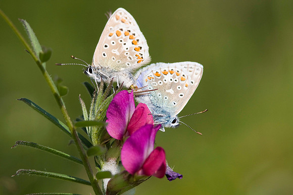 Common Blue