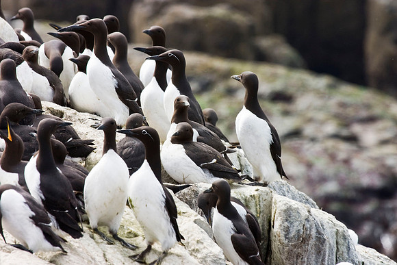 Guillemot colony - Farne Islands