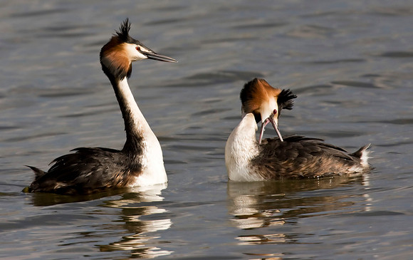 Great Crested Grebe1  mating display  - Taken at Humbersone Country park lake.