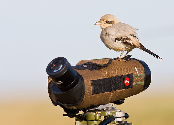 IMG_1974 Steppe Shrike on Leica scope 10