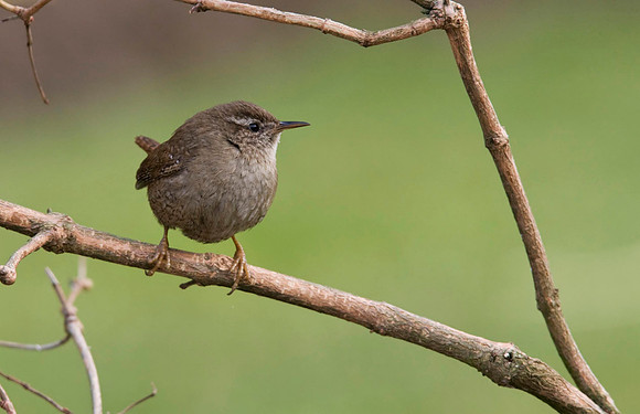 IMG_0999 Wren 2 - Feb 28