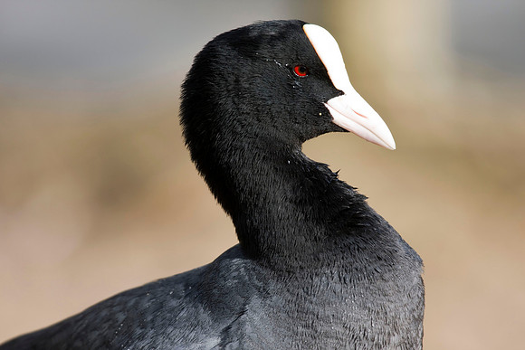 Coot - full frame - Humberstone Country Park lake.