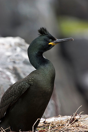 Shag2 - Farne Islands