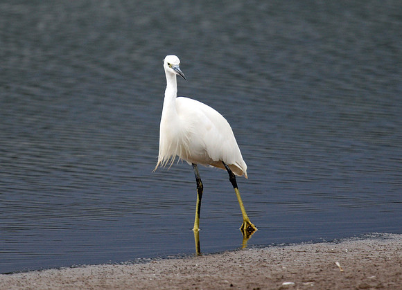 Little Egret