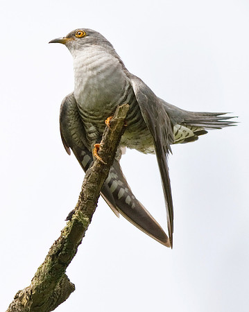Cuckoo __7_June__2010-1528