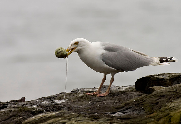 Herring Gull egg stealing - Farne Islands