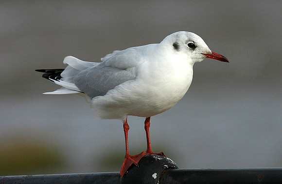 Common Gull