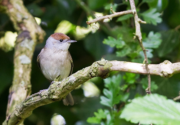 Blackcap_female_-_May_24__2010-1141