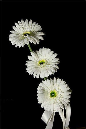 2P6A0211 Spray 2 on Black