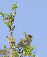 Whitethroat