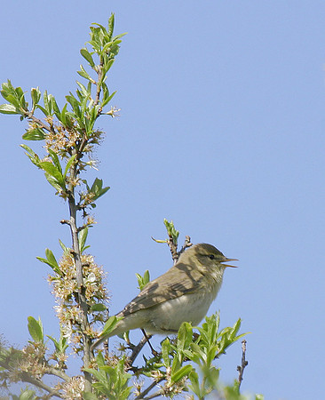 Whitethroat