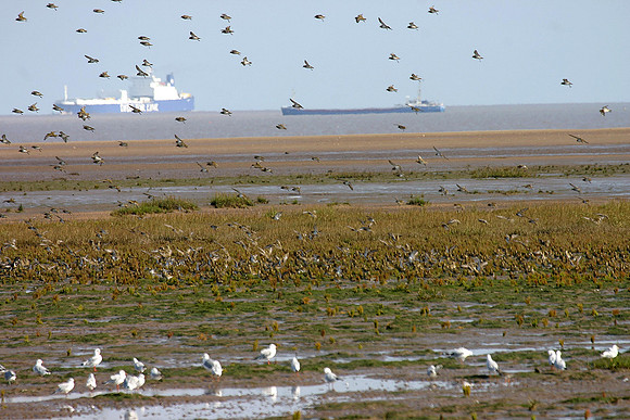 Cleethorpes salt marsh - Knot & Dunlin