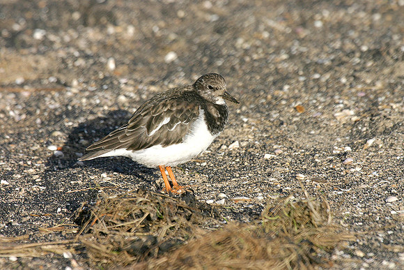 Turnstone