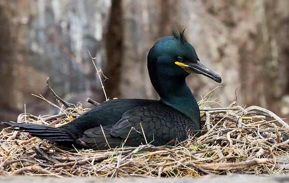 Shag on nest - Farne Islands