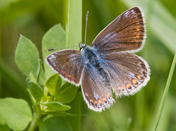 Common Blue female