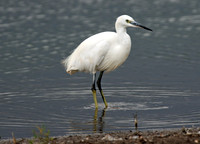 Little Egret