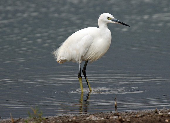 Little Egret