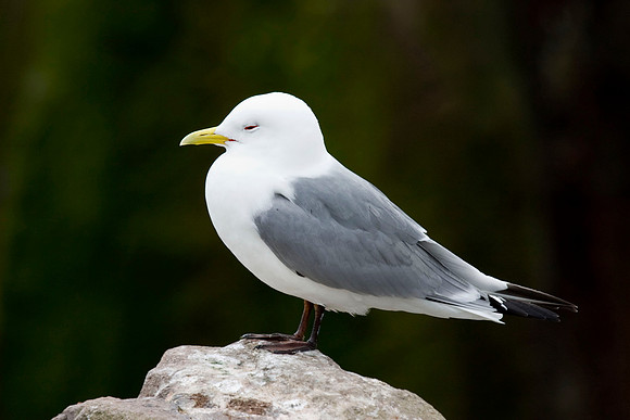 Kittiwake on rock - Farne Islands