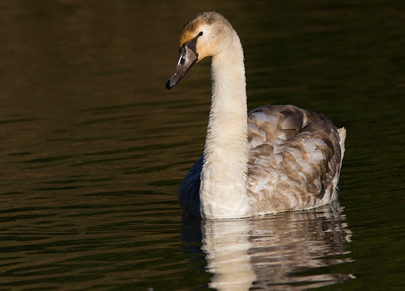 Mute Swan - juv
