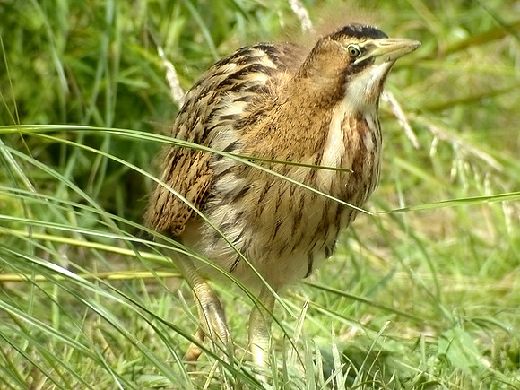 Bittern - juv - digiscoped