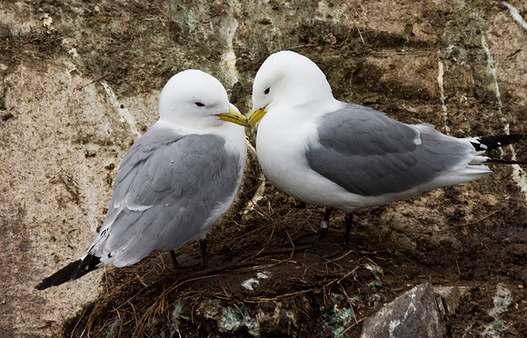 Kittiwake pair - Farne Islands