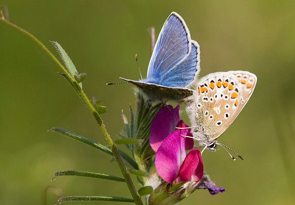 Common Blue
