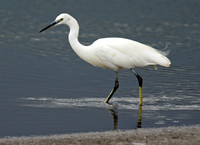 Little Egret