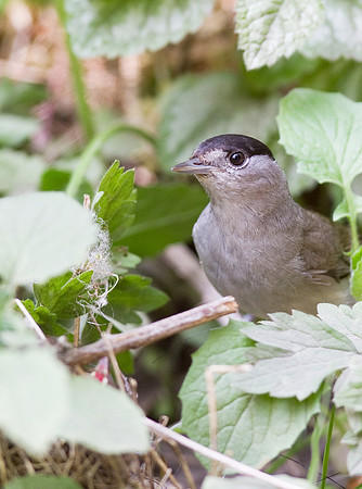 Blackcap_male-_May_24__2010-1138