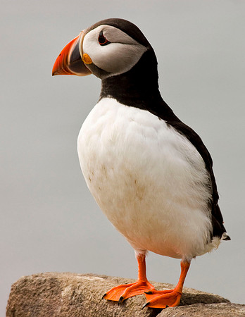Puffin on rock2 - Farne Islands