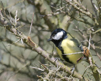 Great tit - that looks tasty.
