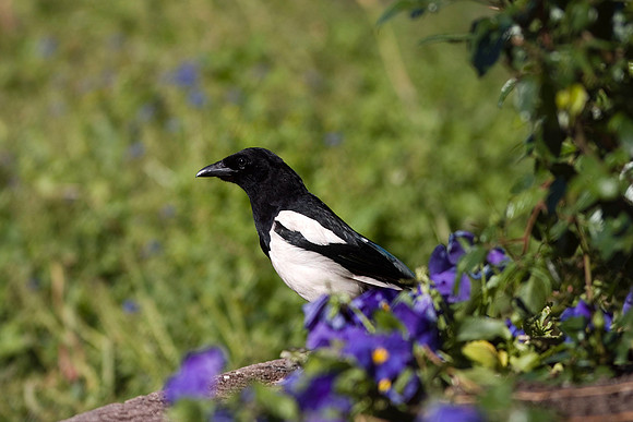 Magpie - Oslo Norway