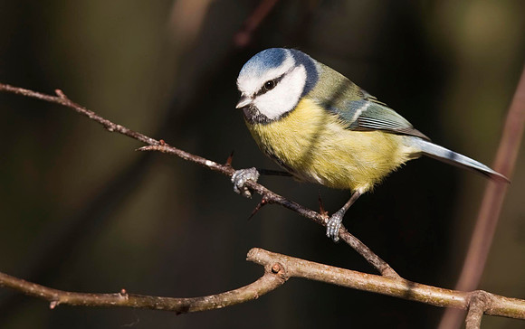 Blue tit at feeding station.