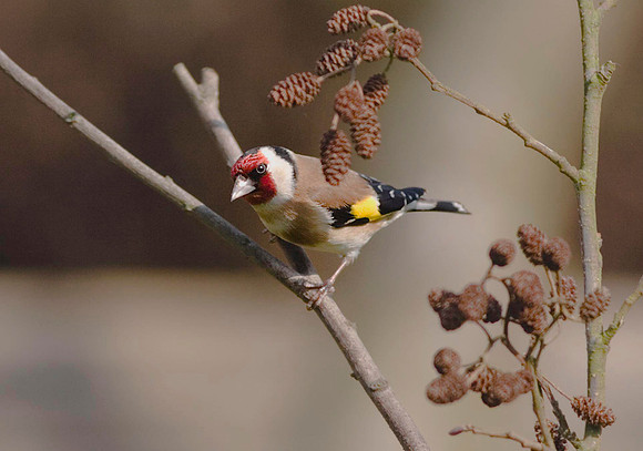 CRW_5630Goldfinch - 300f4 @ f4 -  April 1