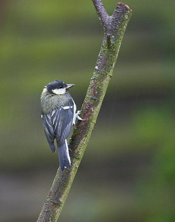 CRW_7462Great tit juv in the rain  - June 22