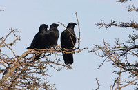 Three Carion Crows