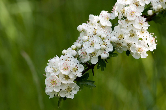 Hawthorn Blossom