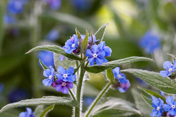 Forget-me-not