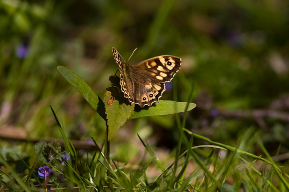 Speckled Wood