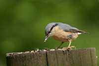 Nuthatch