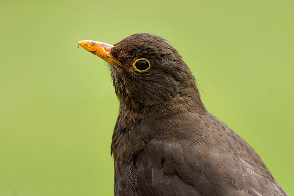 CRW_6765Blackbird close up - 20 May