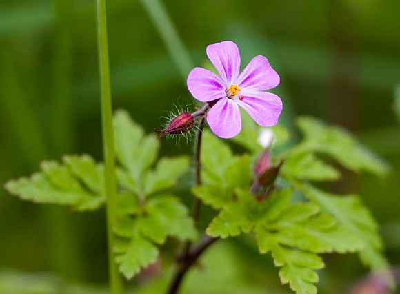 Herb Robert