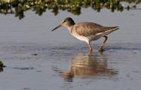 Redshank   local ponds.
