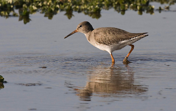 Redshank   local ponds.
