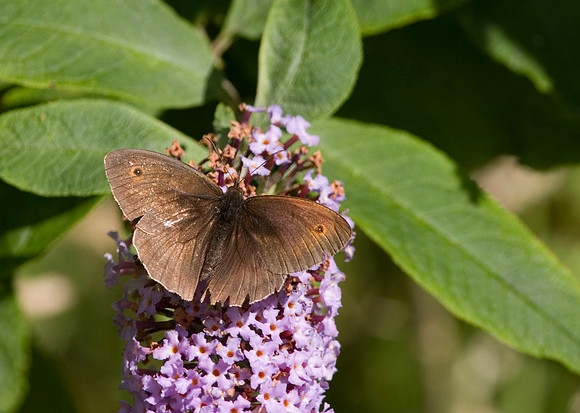 Meadow Brown