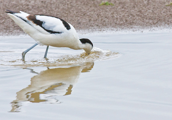 feeding